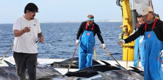 Malta: ministro, cooperazione con Cina nel settore ittico porta benefici a tutti