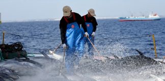 Produttore maltese di tonno rosso vede maggiori opportunità in Cina