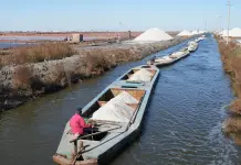 Cina: Hebei, in corso la raccolta autunnale nelle saline di Nanpu (2)