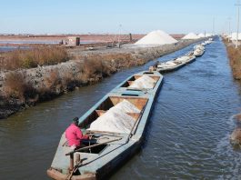 Cina: Hebei, in corso la raccolta autunnale nelle saline di Nanpu (2)