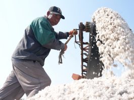 Cina: Hebei, in corso la raccolta autunnale nelle saline di Nanpu (3)