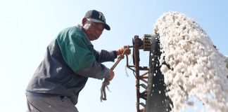 Cina: Hebei, in corso la raccolta autunnale nelle saline di Nanpu (3)