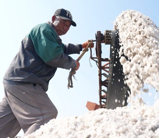 Cina: Hebei, in corso la raccolta autunnale nelle saline di Nanpu (3)