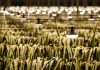 Cina: Zhejiang, agricoltura intelligente in un parco industriale a Jinhua (1)