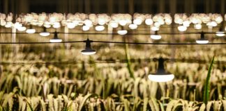 Cina: Zhejiang, agricoltura intelligente in un parco industriale a Jinhua (1)