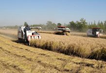 Cina: volge al termine la raccolta autunnale nello Hebei (1)