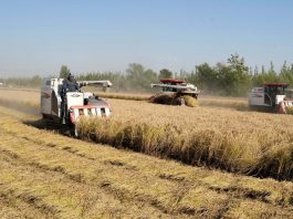 Cina: volge al termine la raccolta autunnale nello Hebei (1)