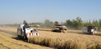 Cina: volge al termine la raccolta autunnale nello Hebei (1)