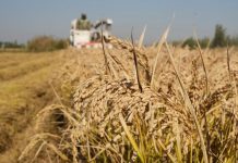 Cina: volge al termine la raccolta autunnale nello Hebei (2)