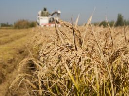 Cina: volge al termine la raccolta autunnale nello Hebei (2)