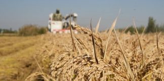 Cina: volge al termine la raccolta autunnale nello Hebei (2)
