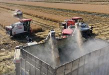 Cina: volge al termine la raccolta autunnale nello Hebei (3)