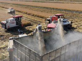 Cina: volge al termine la raccolta autunnale nello Hebei (3)