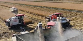 Cina: volge al termine la raccolta autunnale nello Hebei (3)