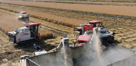 Cina: volge al termine la raccolta autunnale nello Hebei (3)