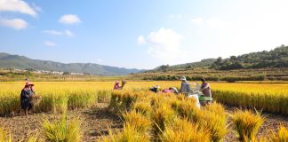Cina: raccolta autunnale del riso nei campi (1)