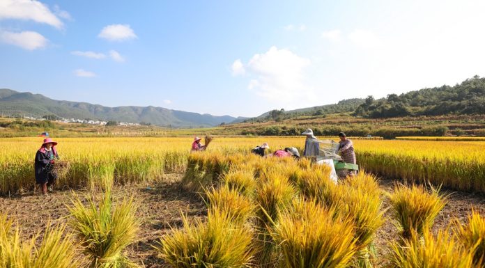 Cina: raccolta autunnale del riso nei campi (1)