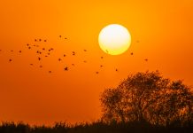 Cina: uccelli migratori nello Heilongjiang (1)