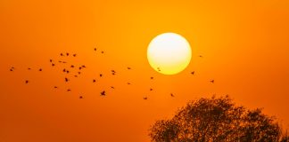 Cina: uccelli migratori nello Heilongjiang (1)