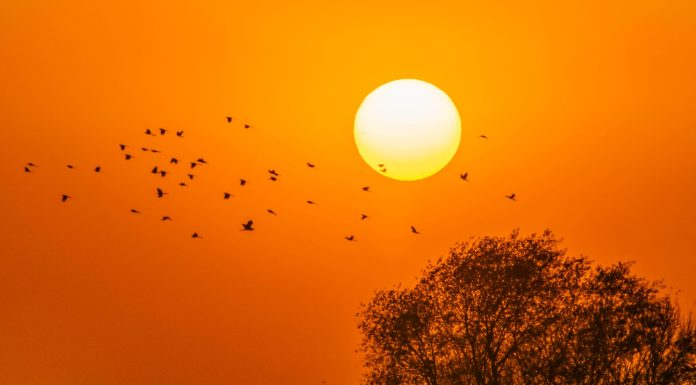 Cina: uccelli migratori nello Heilongjiang (1)