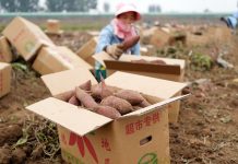 Cina: Lulong, filiera delle patate dolci aumenta i redditi degli agricoltori (1)
