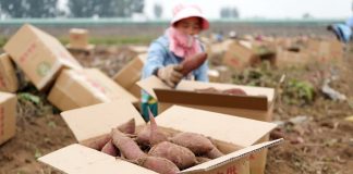 Cina: Lulong, filiera delle patate dolci aumenta i redditi degli agricoltori (1)