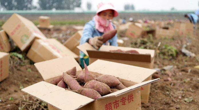 Cina: Lulong, filiera delle patate dolci aumenta i redditi degli agricoltori (1)