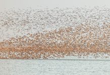 Cina: uccelli migratori attraversano riserva del delta del fiume Giallo (2)