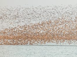 Cina: uccelli migratori attraversano riserva del delta del fiume Giallo (2)
