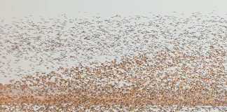 Cina: uccelli migratori attraversano riserva del delta del fiume Giallo (2)