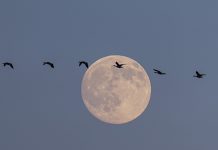 Cina: uccelli migratori attraversano riserva del delta del fiume Giallo (3)