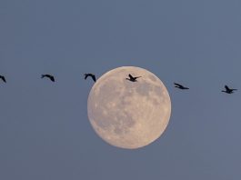 Cina: uccelli migratori attraversano riserva del delta del fiume Giallo (3)
