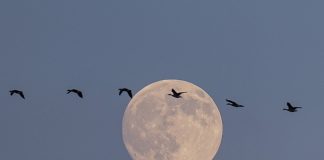 Cina: uccelli migratori attraversano riserva del delta del fiume Giallo (3)