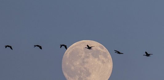 Cina: uccelli migratori attraversano riserva del delta del fiume Giallo (3)