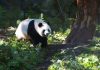 Cina: Baoxing punta sui panda per sviluppare l’ecoturismo (1)