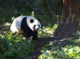 Cina: Baoxing punta sui panda per sviluppare l’ecoturismo (1)