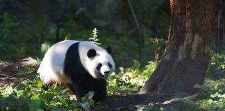 Cina: Baoxing punta sui panda per sviluppare l’ecoturismo (1)