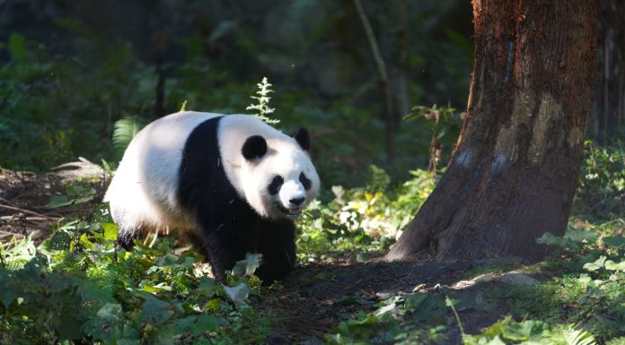 Cina: Baoxing punta sui panda per sviluppare l’ecoturismo (1)