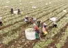 Cina: Hebei, agricoltura specializzata favorisce rivitalizzazione rurale (1)