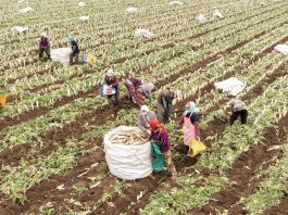 Cina: Hebei, agricoltura specializzata favorisce rivitalizzazione rurale (1)