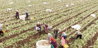 Cina: Hebei, agricoltura specializzata favorisce rivitalizzazione rurale (1)