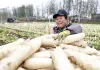 Cina: Hebei, agricoltura specializzata favorisce rivitalizzazione rurale (2)