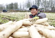 Cina: Hebei, agricoltura specializzata favorisce rivitalizzazione rurale (2)