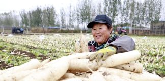 Cina: Hebei, agricoltura specializzata favorisce rivitalizzazione rurale (2)