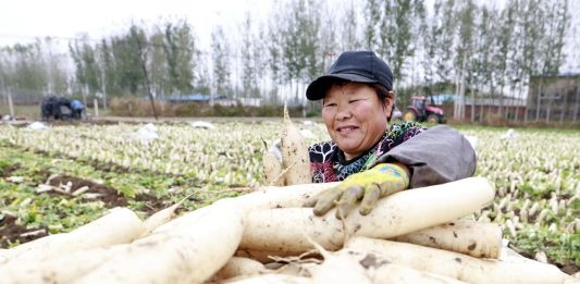 Cina: Hebei, agricoltura specializzata favorisce rivitalizzazione rurale (2)