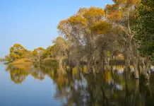Cina: nello Xinjiang tutela degli ecosistemi e della biodiversità (1)