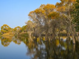 Cina: nello Xinjiang tutela degli ecosistemi e della biodiversità (1)