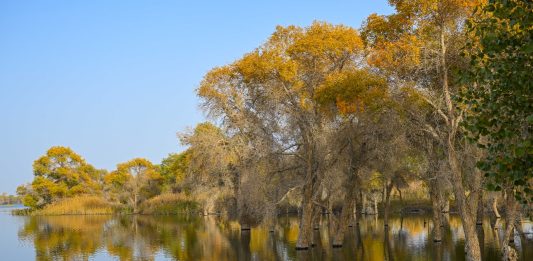 Cina: nello Xinjiang tutela degli ecosistemi e della biodiversità (1)