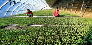 Cina: due donne inserite nell’elenco delle “100 eroine” della FAO