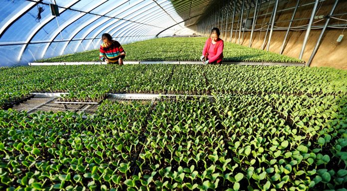 Cina: due donne inserite nell’elenco delle “100 eroine” della FAO
